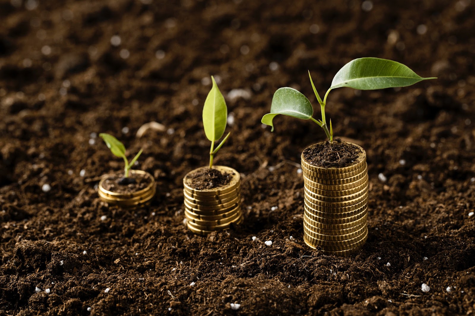 Leaves growing on the top of a stack of coins